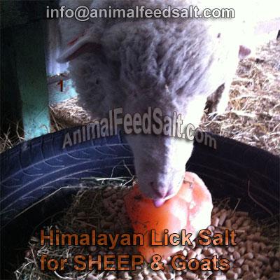 Himalayan Salt Lick for Cattle